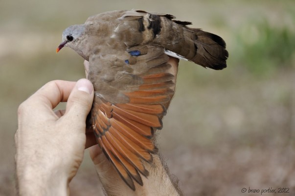 Mist-netted Blue-spotted Wood Dove