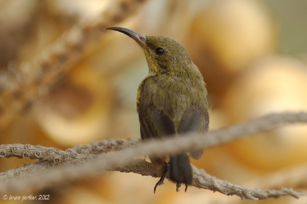 Moulting female/immature Variable Sunbird