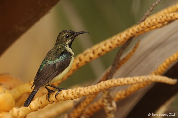 Male Variable Sunbird moulting to non breeding plumage