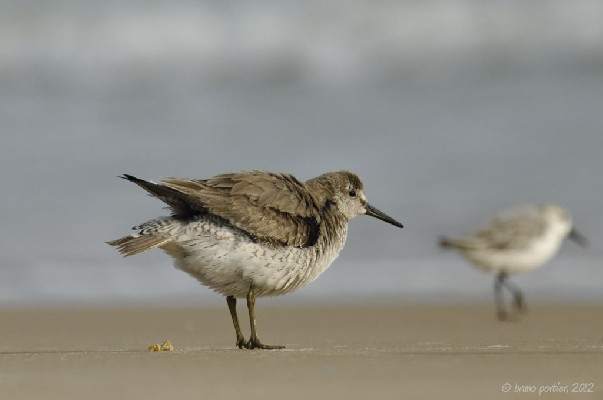 Adult winter Red Knot (with a sanderling)