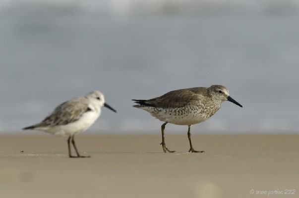 Adult winter Red Knot (with a sanderling)