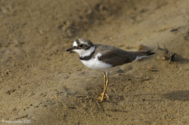 Little Ringed Plover on a pool in Cotonou harbour