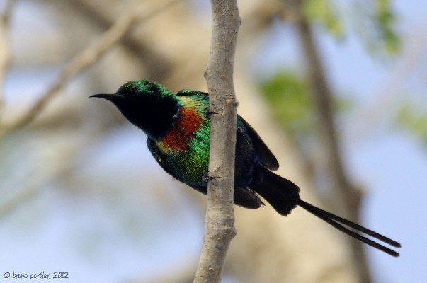 Beautiful sunbird in Pendjari National Park