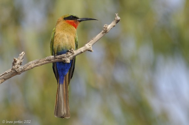 Red-throated Bee-eater in Pendjari National Park
