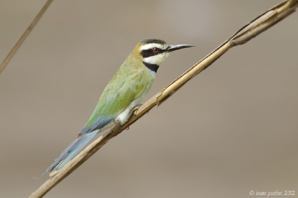 White-throated Bee-eater in Sô-Ava
