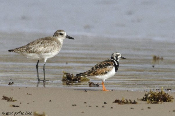 Ruddy Turnstone in breeding dress in Cotonou (with a Grey Plover)