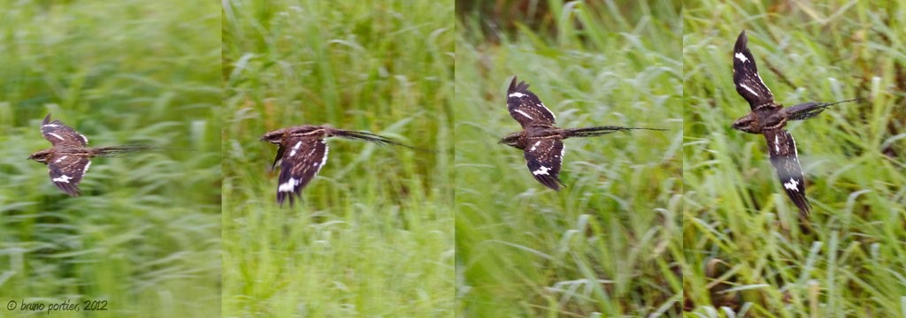 Flight action of a male Long-tailed Nightjar