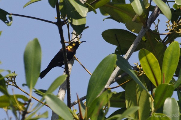 Male Cooper Sunbird singing on top of mangrove trees