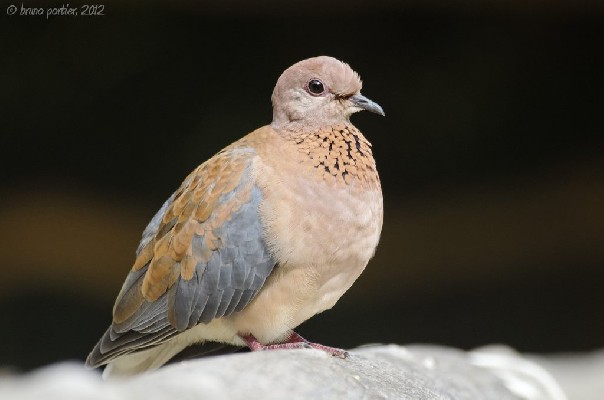 A very obliging Palm Dove