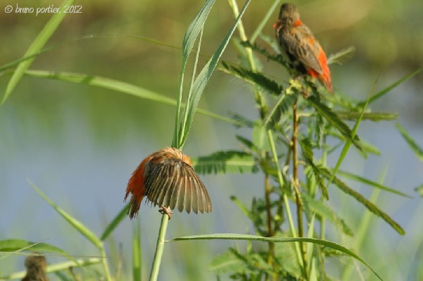 Males Northern Red Bishops assuming non breeding plumage
