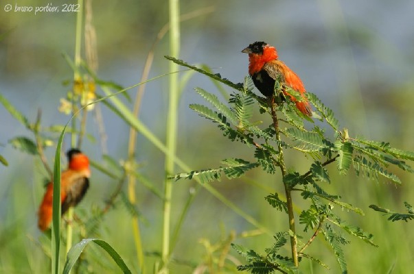 Males Northern Red Bishops assuming non breeding plumage