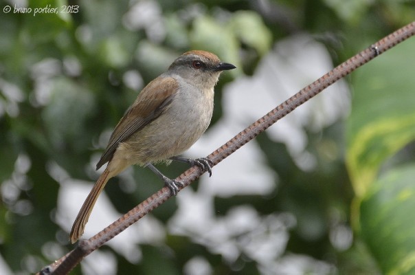 Adult Rufous-tailed Palm-Trush