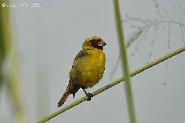 Male Black-faced Canary in the tall grasses