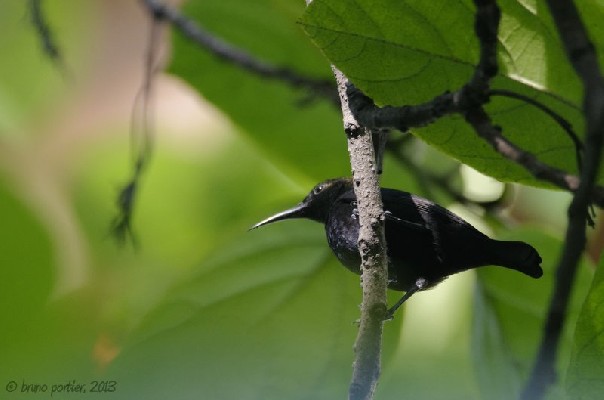 Adult male Cooper Sunbird