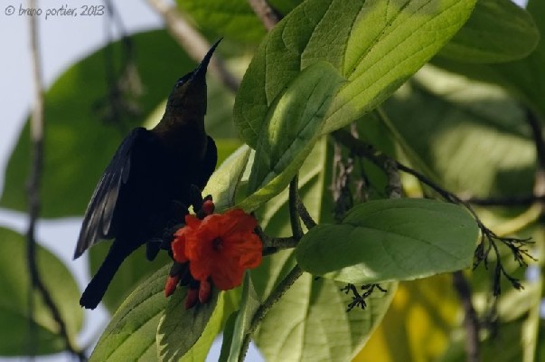 Adult male Cooper Sunbird