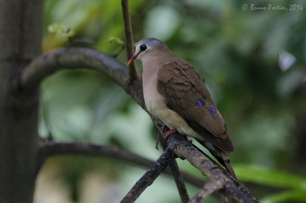 Blue-spotted Wood Dove in Brazzaville