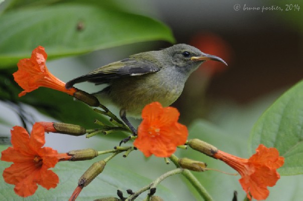Young Olive-bellied Sunbird