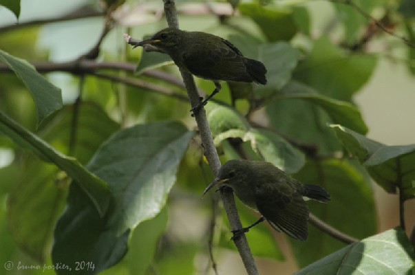 Two young Olive-bellied Sunbirds