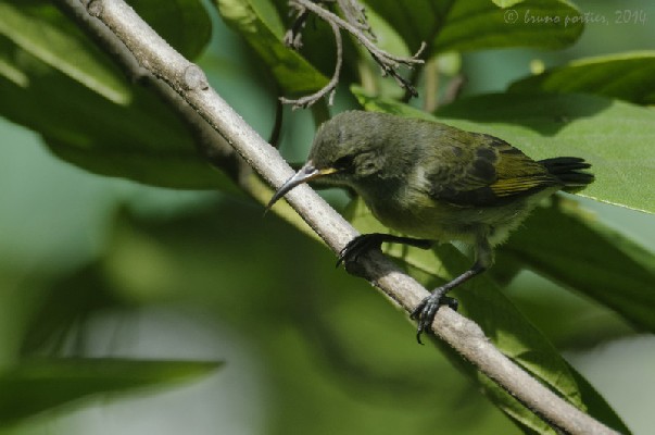 Young Olive-bellied Sunbird