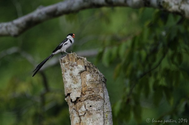 Pin-tailed Whydah singing