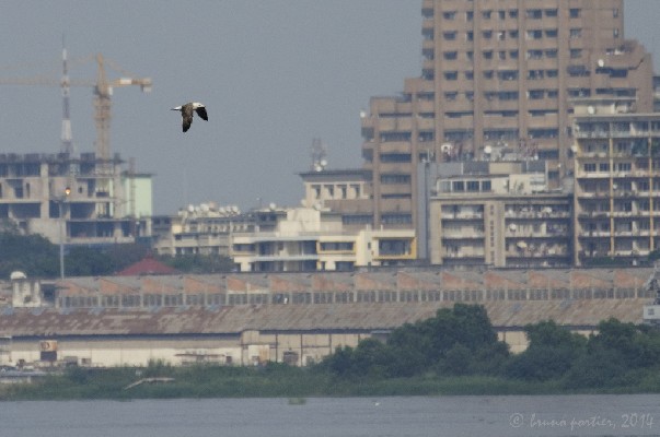 Lesser Black-backed Gull on Congo River (with Kinshasa in the background)