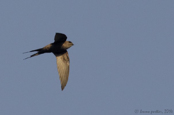 African Palm Swift in flight