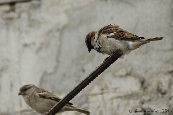 House Sparrows posing