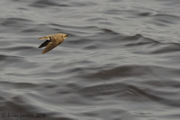 Congo Sand Martin migrating on Congo River