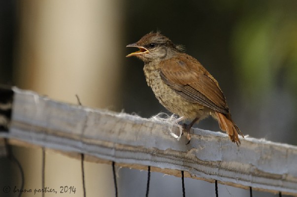 Young fledgling Rufous-tailed Palm-Thrush