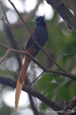 Rufous-vented Paradise-Flycatcher
