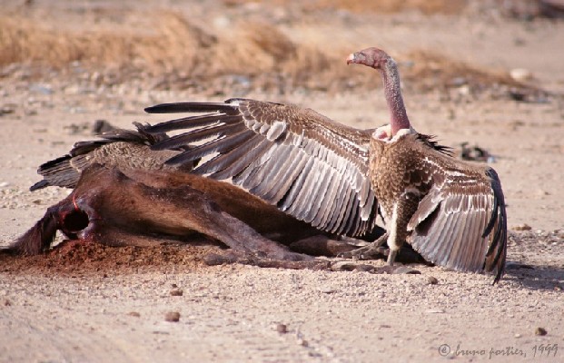 Ruppell's Vulture on a carrion