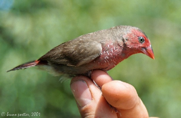 Bar-breasted Firefinch mistnetted