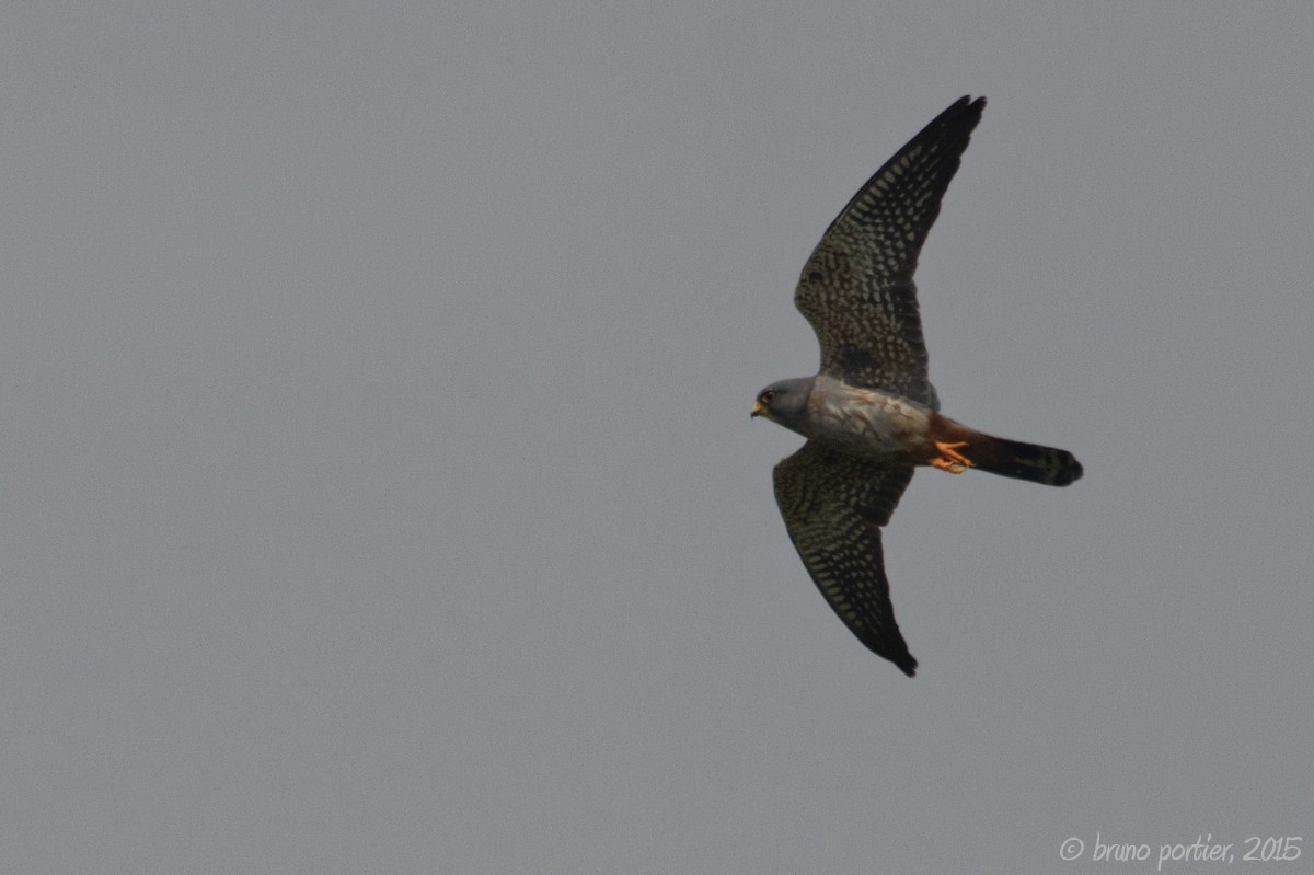 Red-footed Falcon hunting over Bateke Plateau
