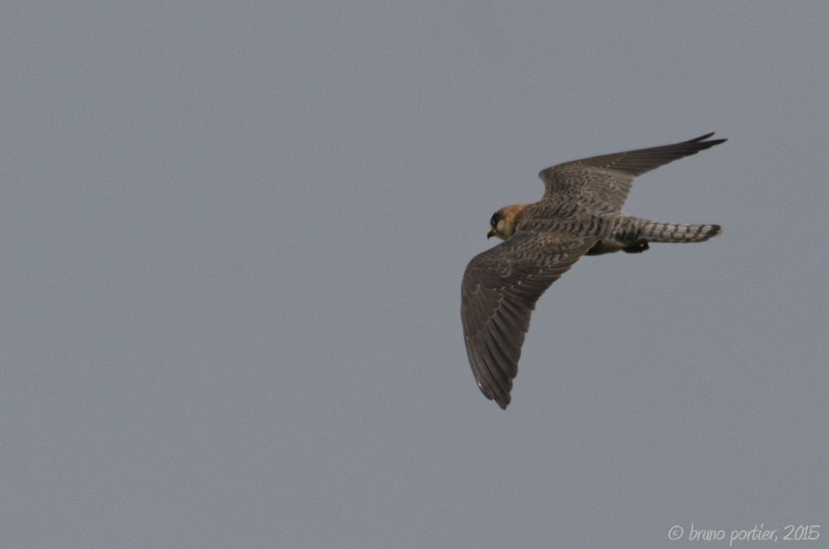 Red-footed Falcon immature female hunting over Bateke Plateau