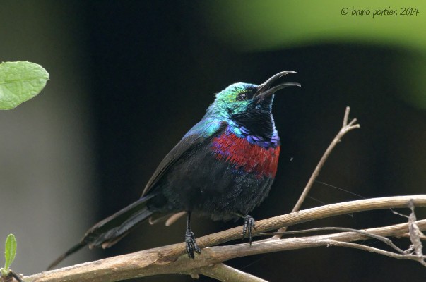 Red-Chested Sunbird