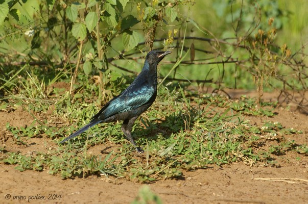 Ruppell's Starling