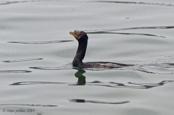 Reed (=long-tailed) Cormorant
