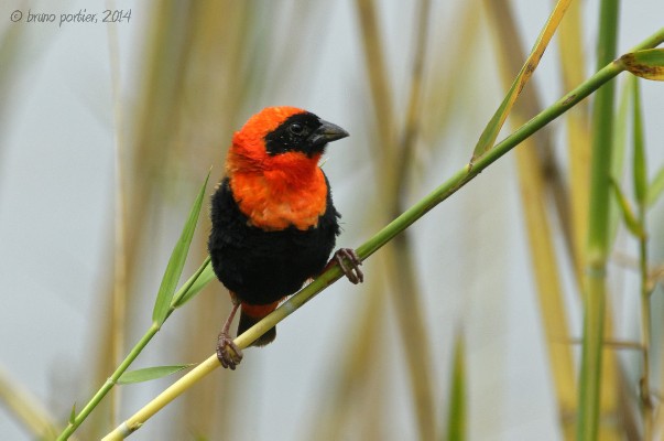 Male Southern Red Bishop