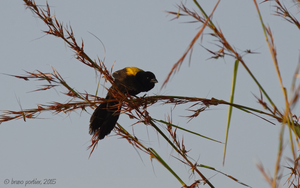 Yellow-mantled Widowbird