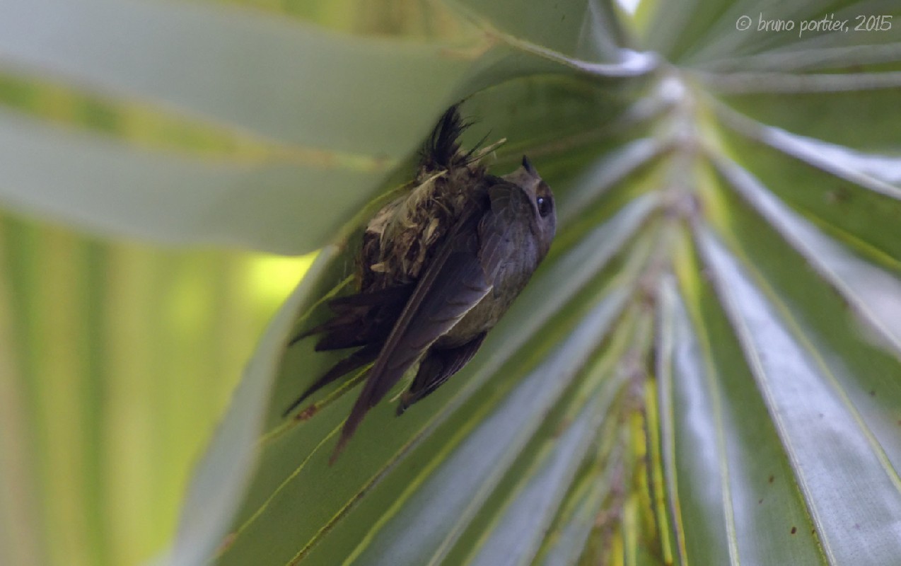 African Palm Swift - adult at nest