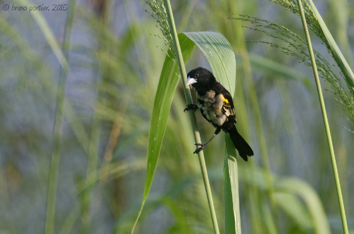 White-winged Widowbird (moulting male)