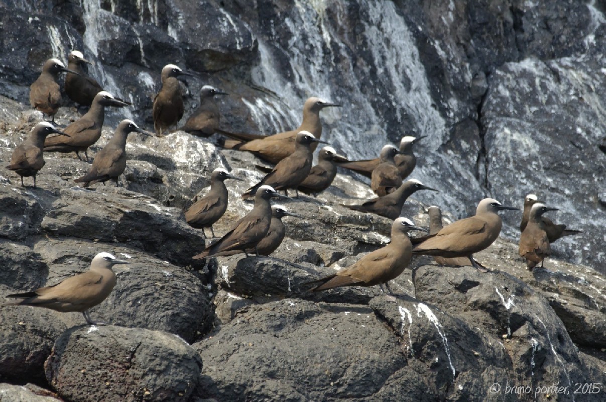 Mixed flock of Black and Brown Noddis at breeding site