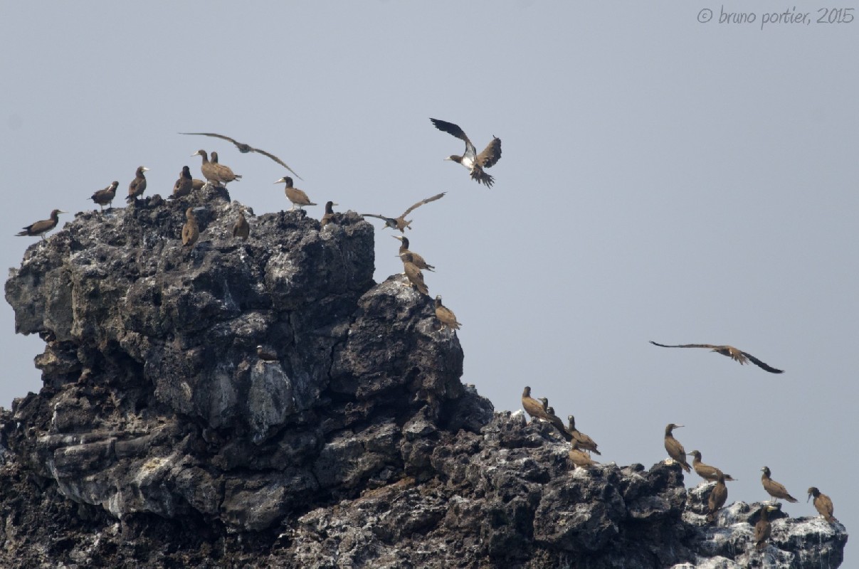 Brown Booby at breeding site