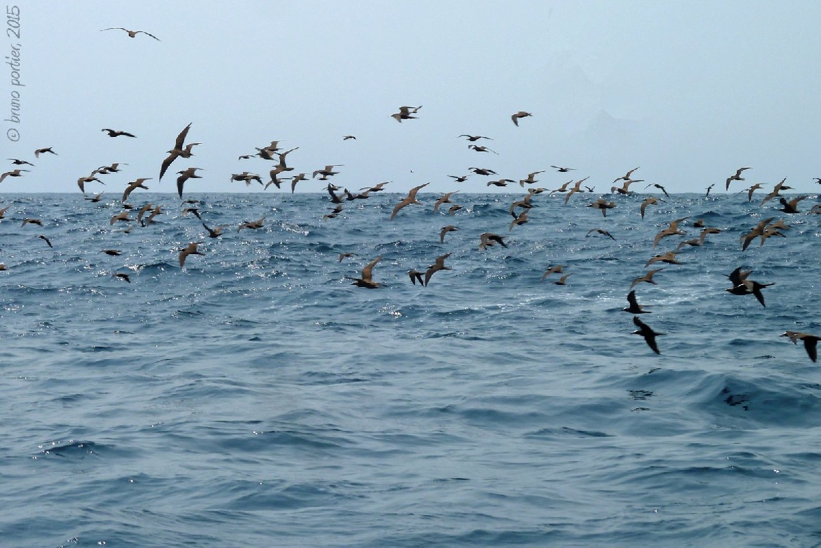 Mixed flock of Black and Brown Noddis at sea
