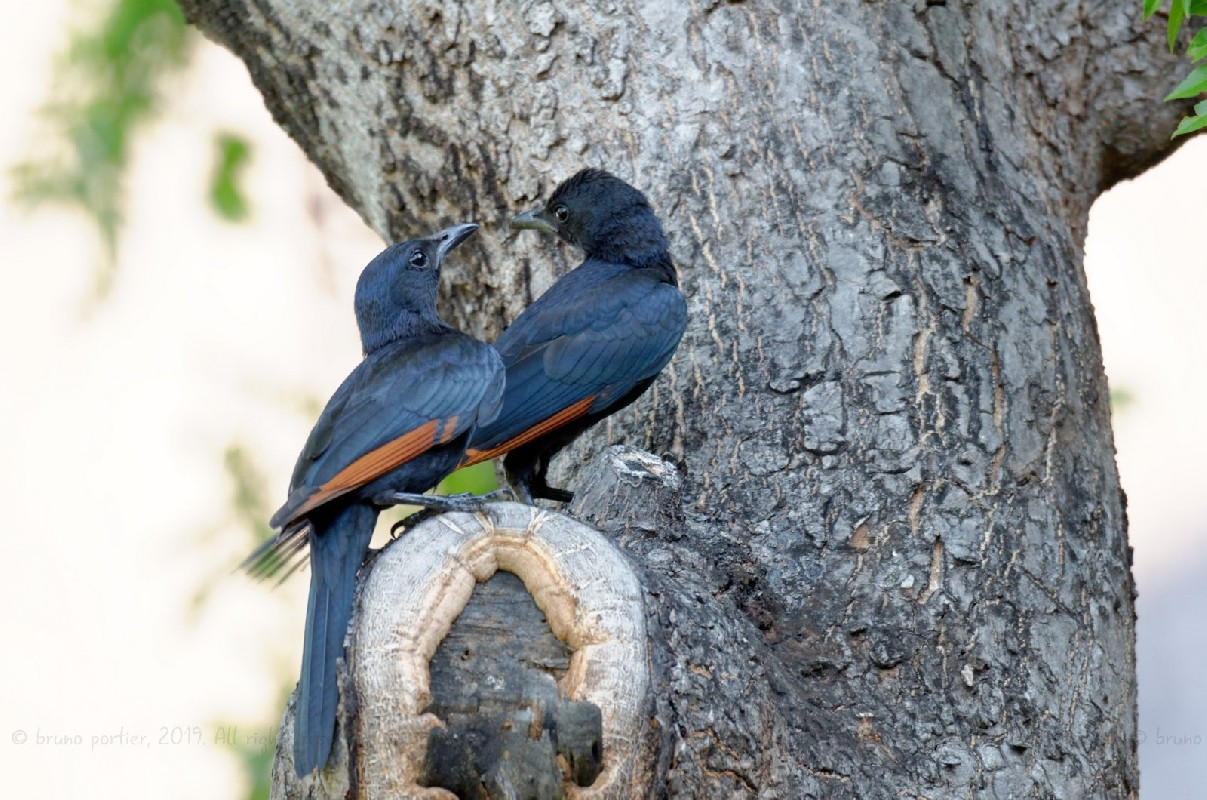 Red-winged Starling, Rufipenne morio (Onychognathus morio) - Victoria Falls, ZIMBABWE