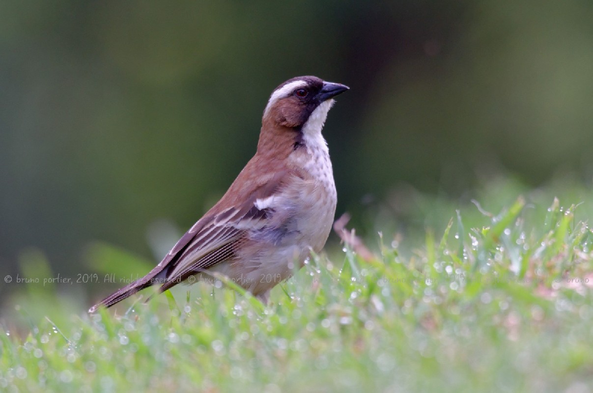 White-browed Sparrow-Weaver, Mahali à sourcils blancs (Plocepasser mahali) - Victoria Falls, ZIMBABWE
