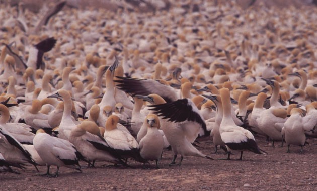 Cape Gannet colony