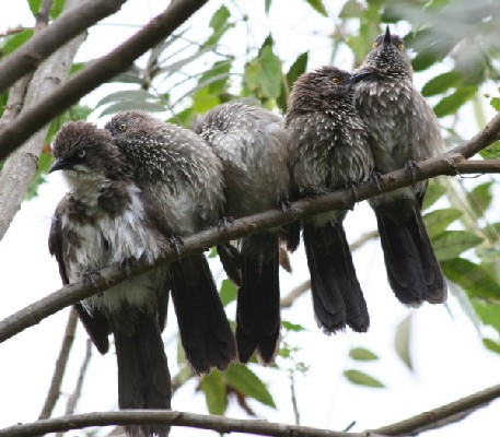 Northern Pied Babbler and Arrow-marked Babbler group