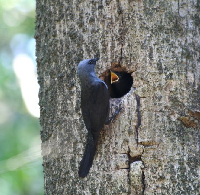 Kenrick's Starling female, feeding nestling