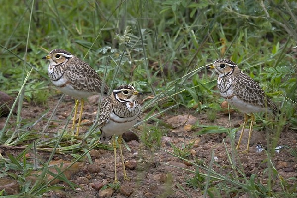 Three Banded Coursers